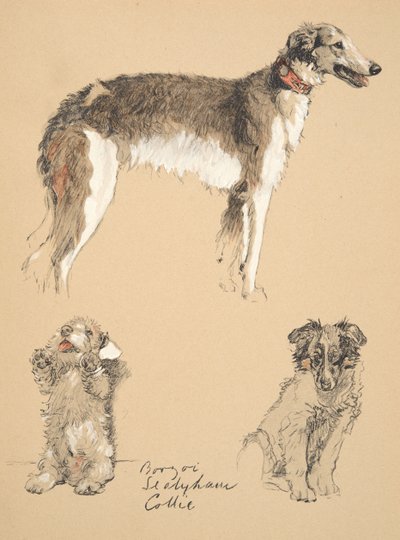 Borzoi, Sealyham and Collie, Illustrations from His Sketch Book Used for 
